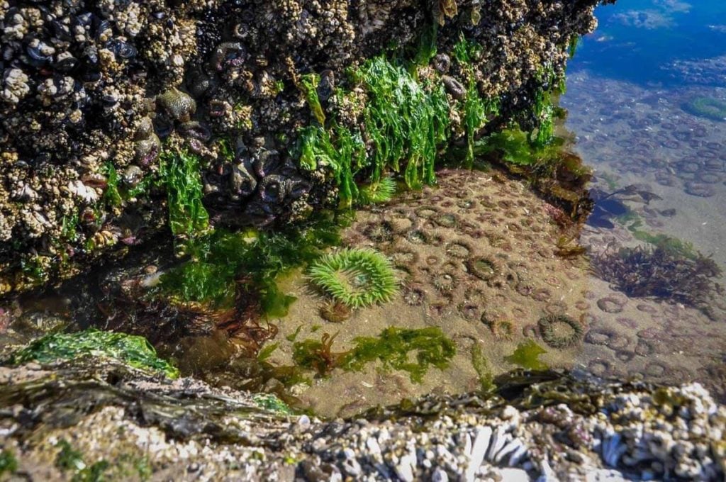 Golden Gardens Park Tide Pools in Seattle