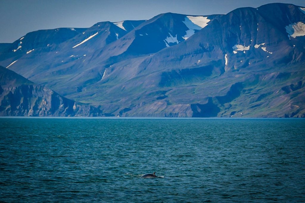 Whale watching in Iceland