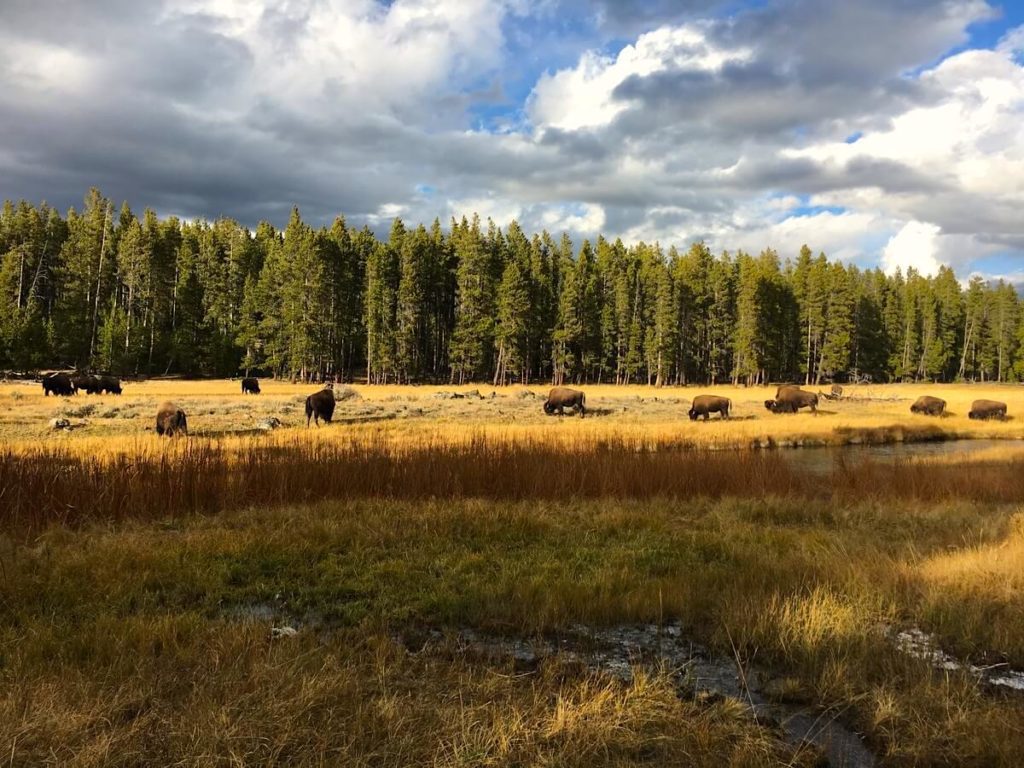 Yellowstone wildlife spotting