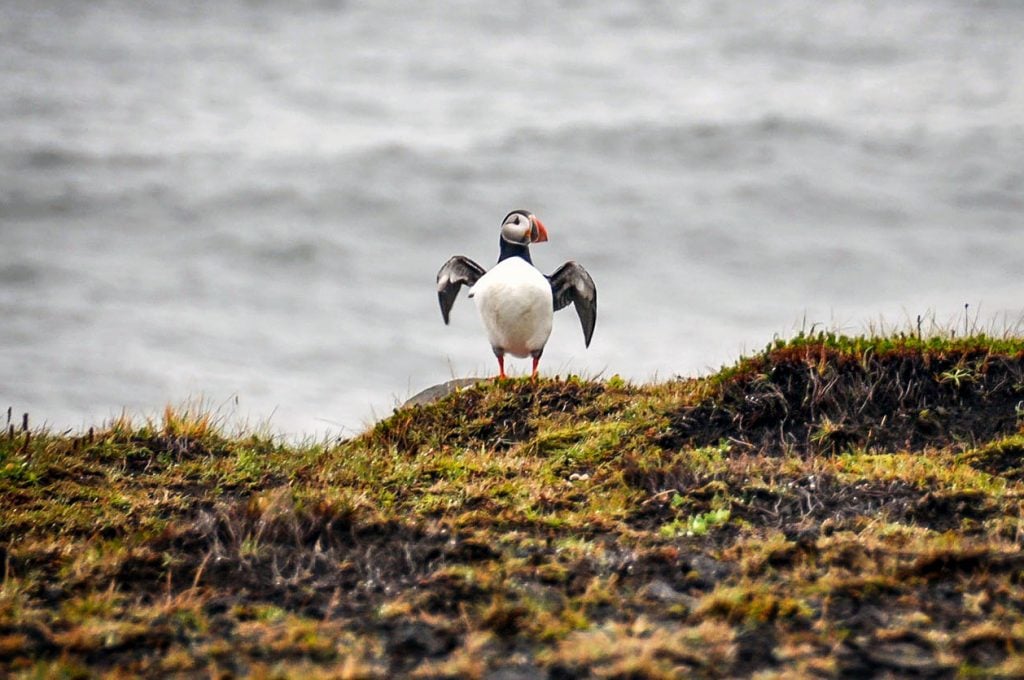 Puffins in Iceland