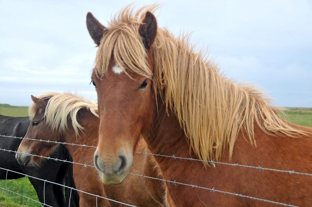 Horses in Iceland