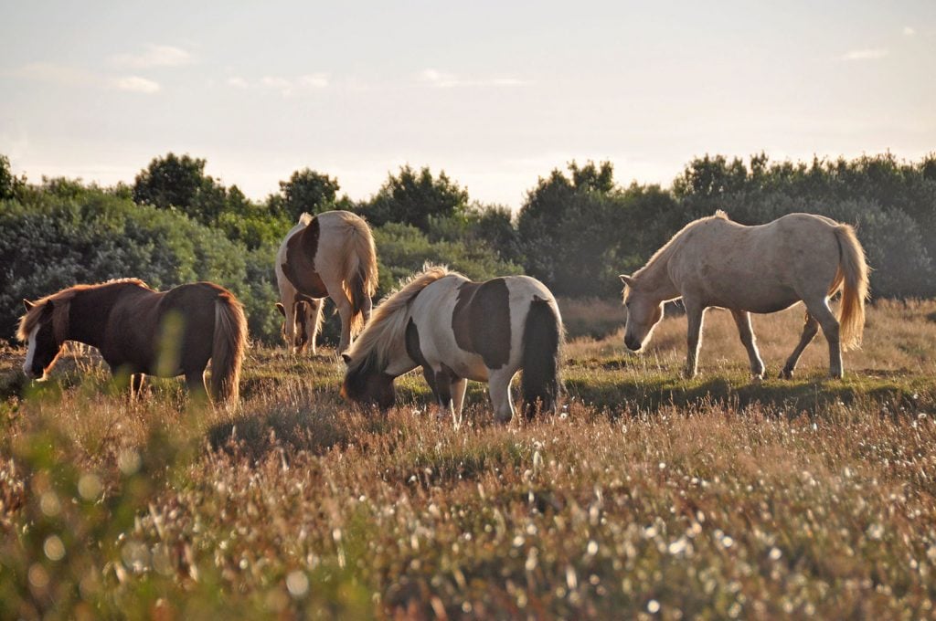 Horses in Iceland