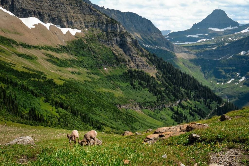 Wildlife Glacier National Park