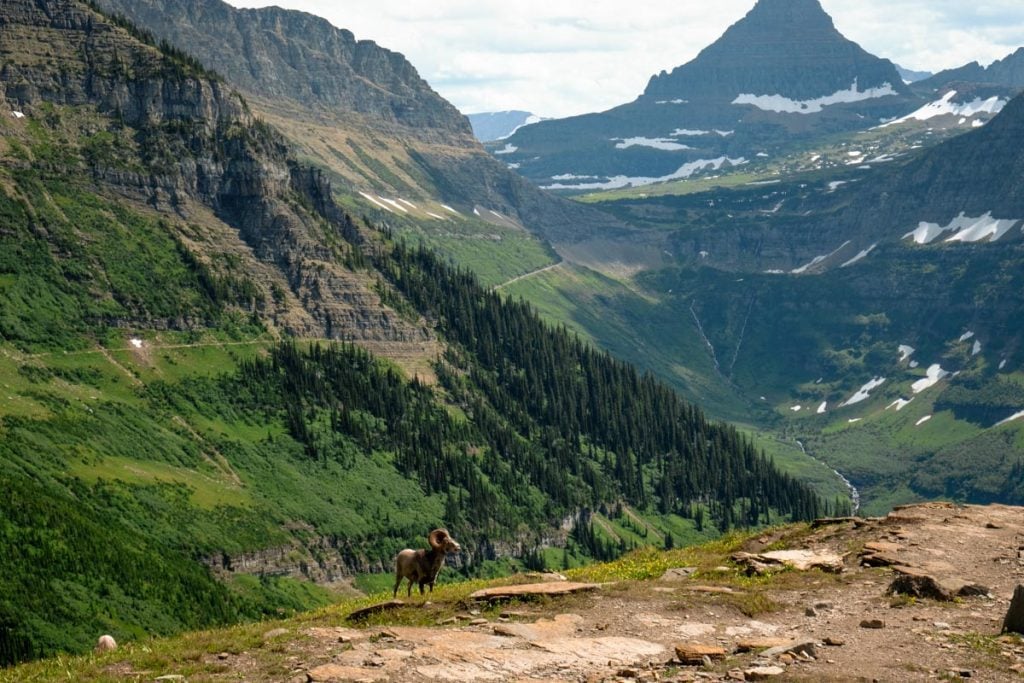 Wildlife Glacier National Park