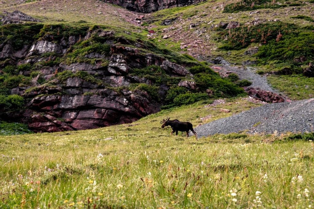 Wildlife Glacier National Park