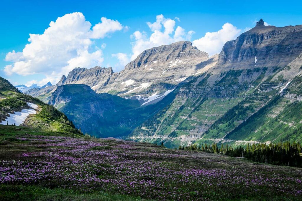 Logan Pass wildflowers Glacier National Park