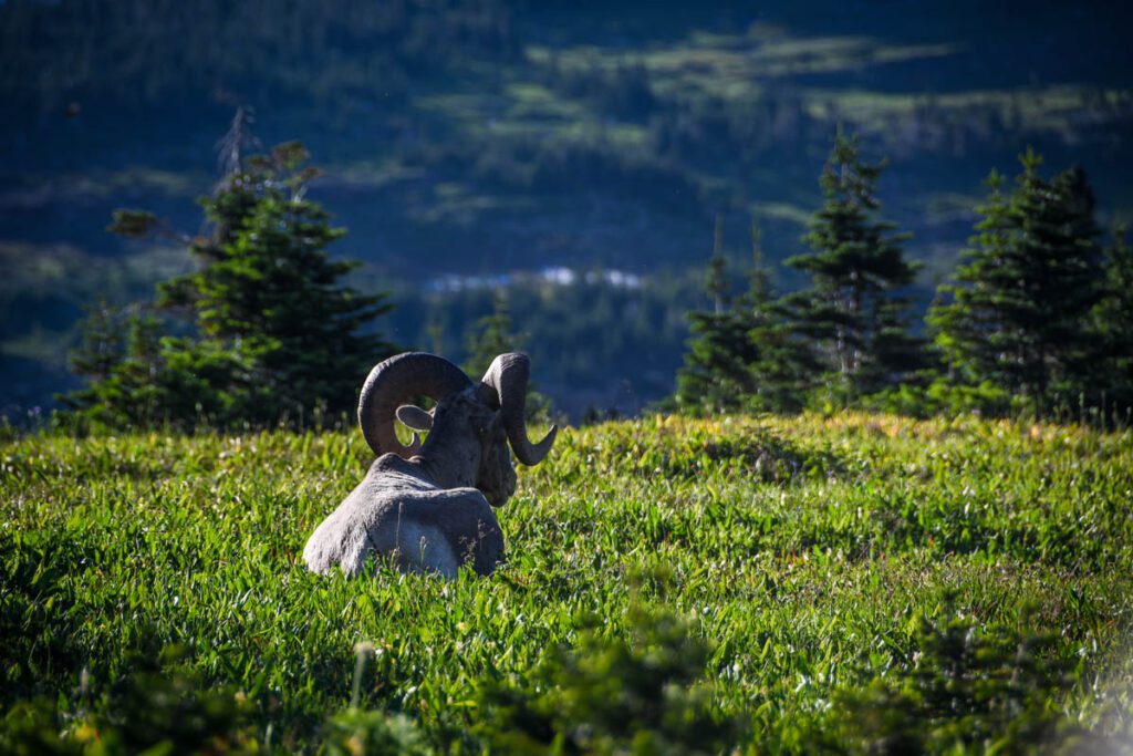 Big horn sheep Glacier National Park