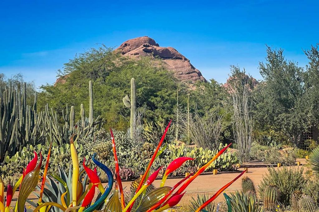 Day trips from Phoenix | Desert Botanical Garden