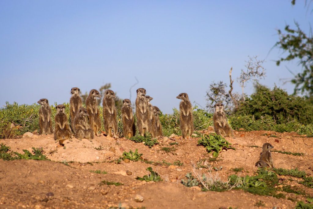 Oudtshoorn Meerkats Garden Route South Africa_STOCK-U (Dominik Berger)