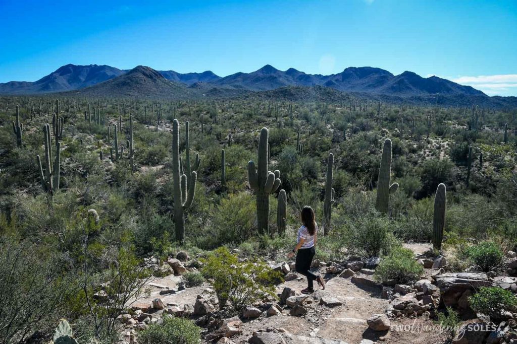 Day trips from Phoenix: Saguaro National Park