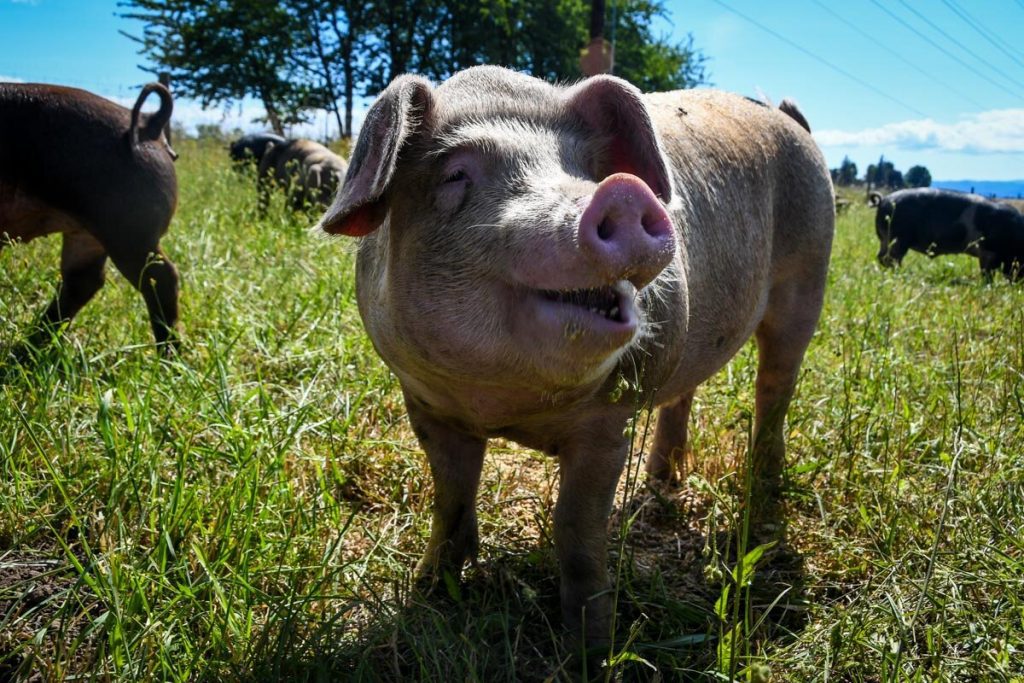 Farm 2 Fork Oregon tour pig