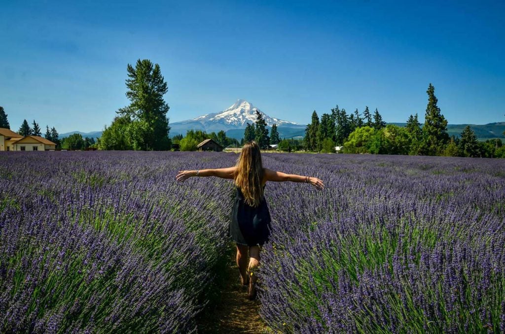 Hood River Oregon Lavender Fields 1