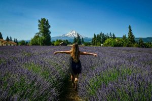 Hood River Oregon Lavender Fields