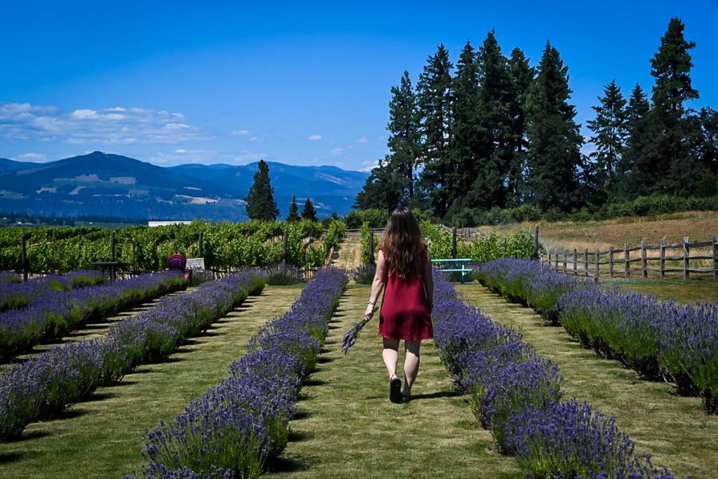 Hood River Oregon Lavender Farms