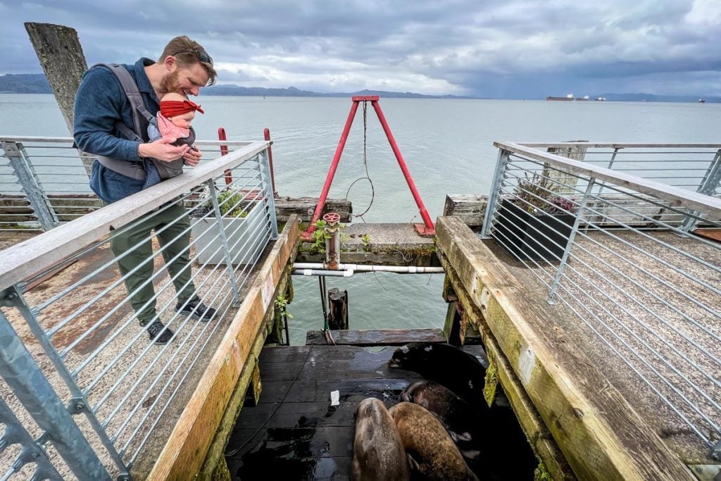 seal spotting in Astoria