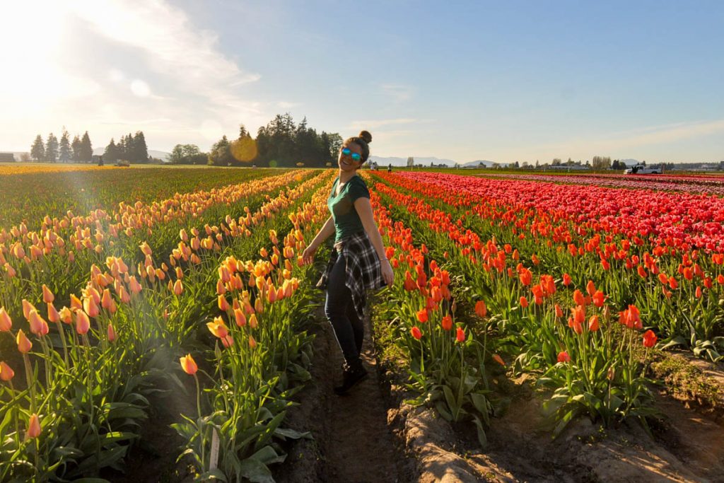 Skagit Tulip Festival Washington