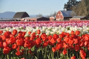 Skagit Valley Tulip Festival Washington