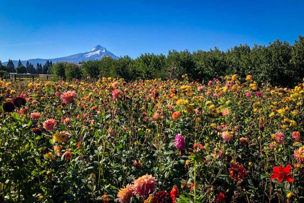 Draper Girls Farm  Hood RiverOregon