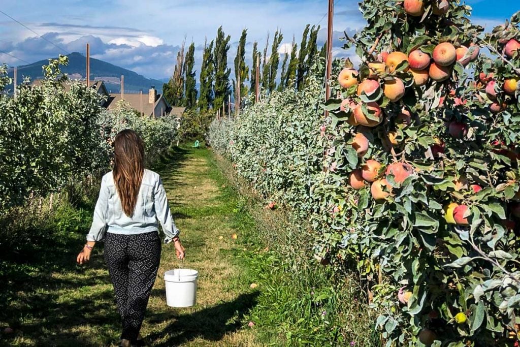 Hood River Oregon Apple Picking