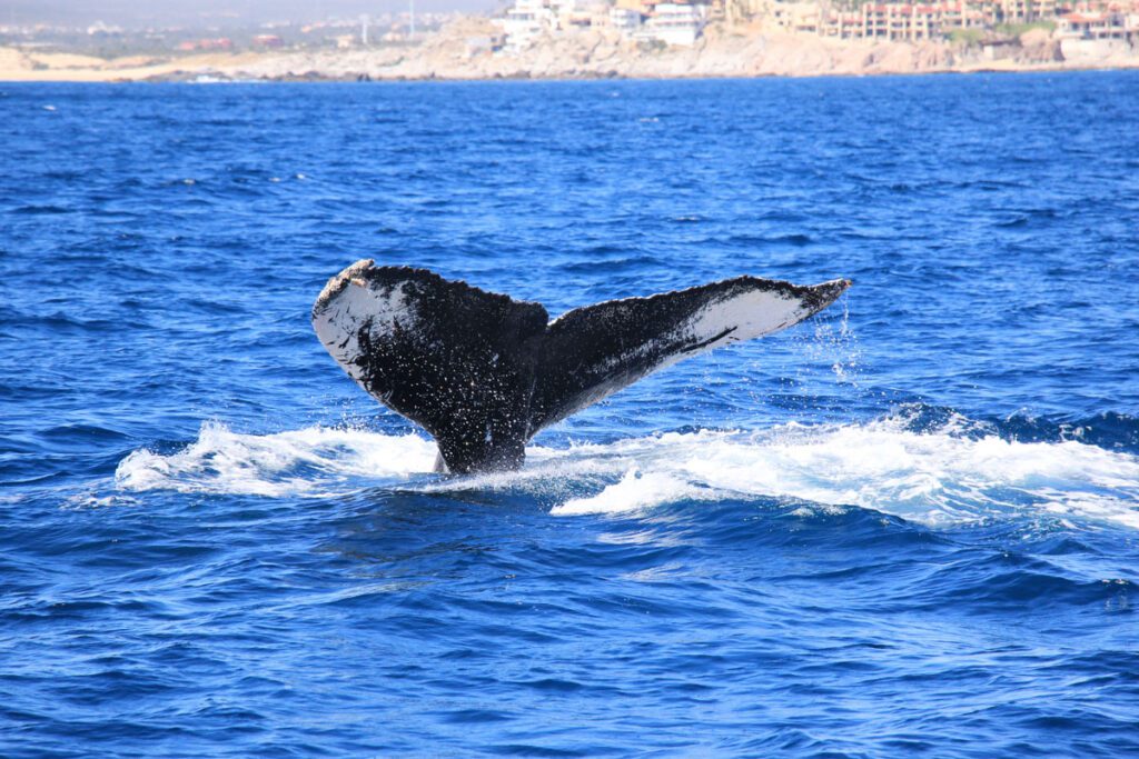 Whale watching Cabo Mexico