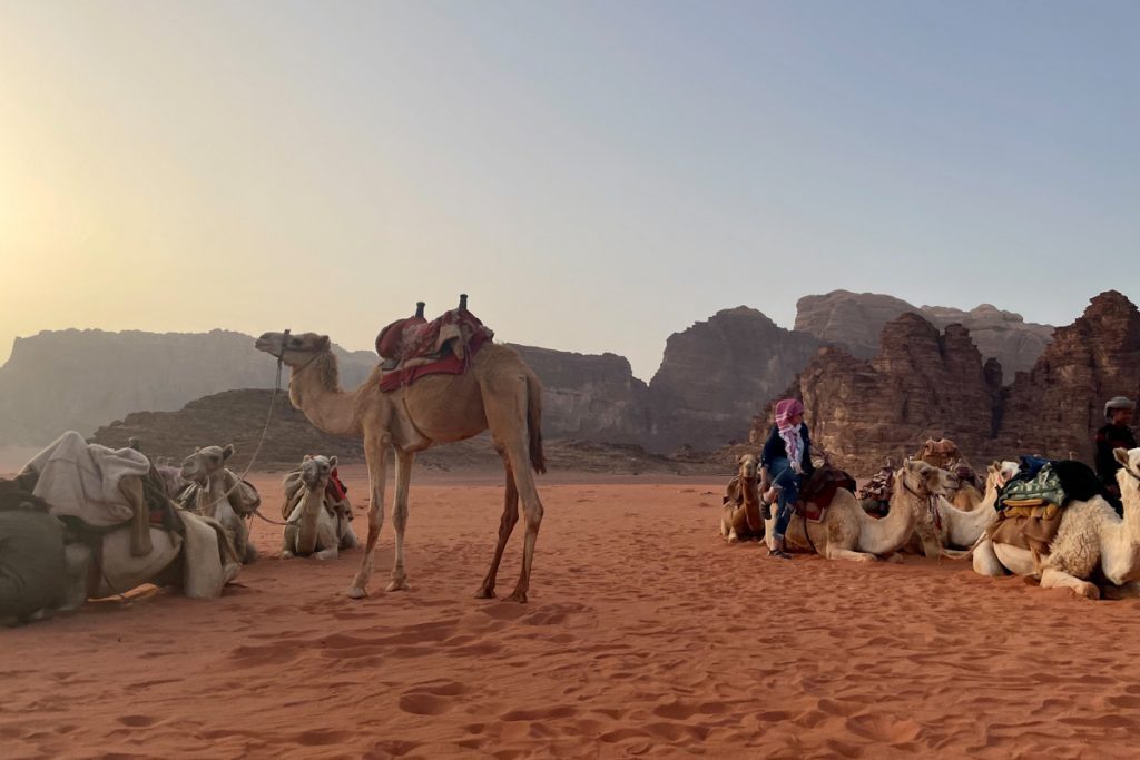 camels in Wadi Rum Desert Jordan