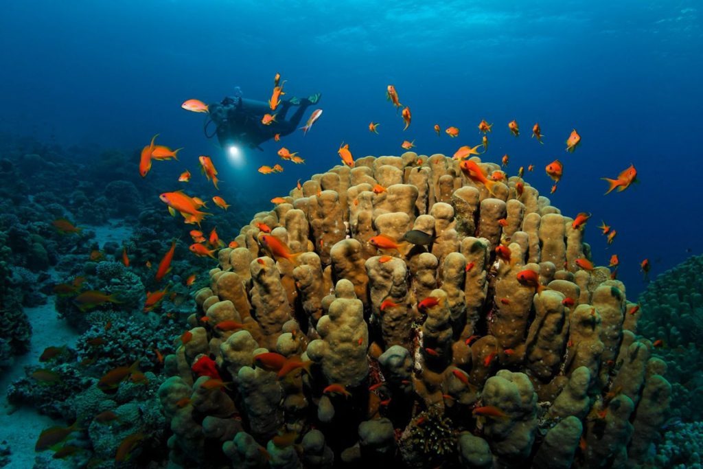 Pinnacle Red Sea Jordan (Deep Blue Diving)