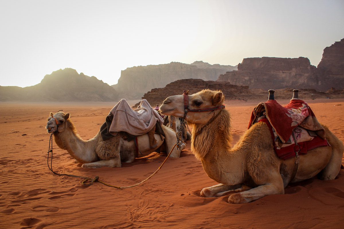 camels in Wadi Rum Jordan