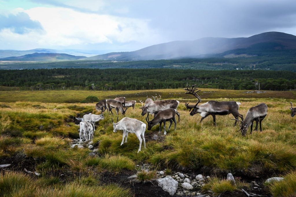 Reindeer in Cairngorms National Park Scotland