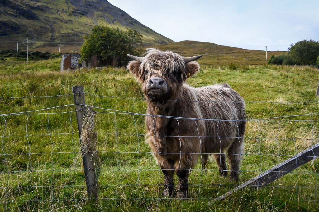Highland Cows Isle of Skye Scotland