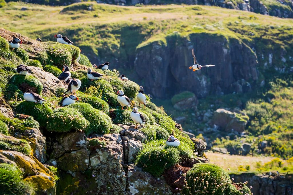 Puffins on the Isle of Mull Scotland