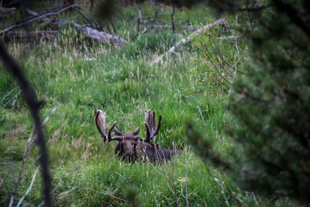 Moose in Rocky Mountain National Park Colorado