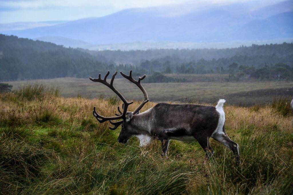 Cairngorms Reindeer Scotland