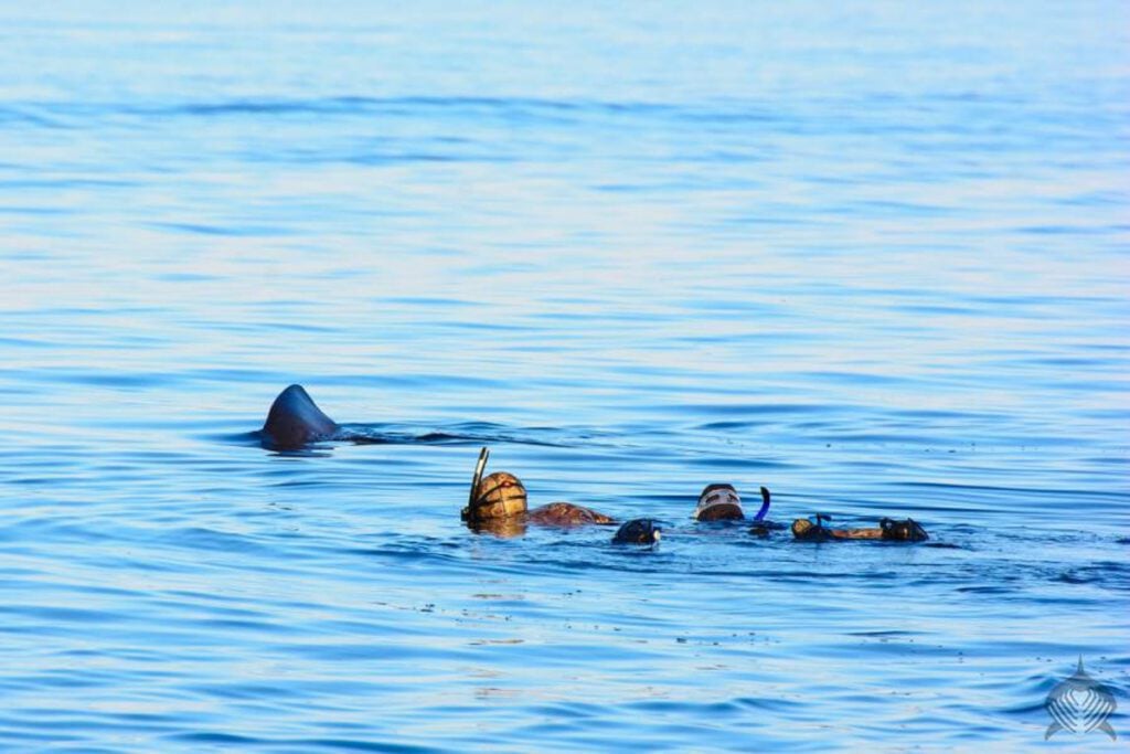 Basking Sharks Scotland 