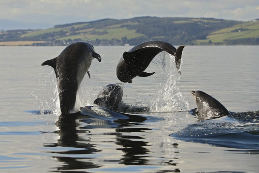 Dolphin Spotting (EcoVentures and Charlie Phillips Images)