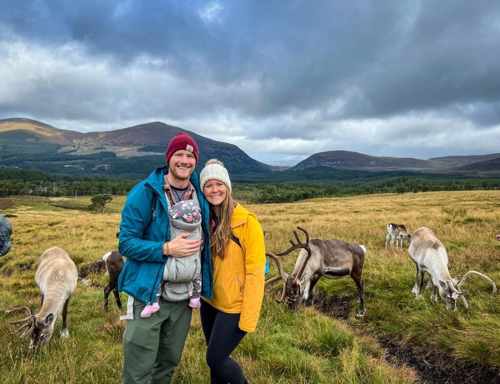 Cairngorms Reindeer