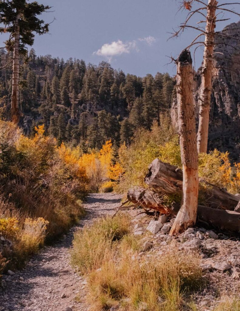 Mount Charleston Nevada 2_STOCK-U