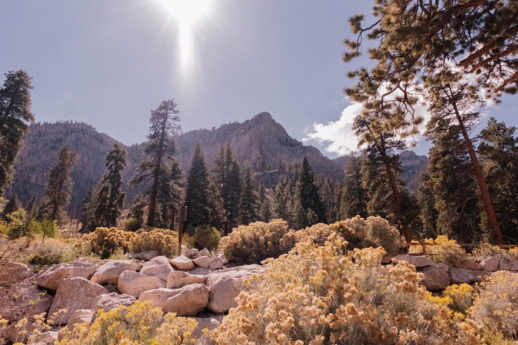 Mount Charleston Nevada_STOCK-U