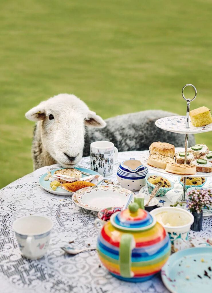 Tea with Naughty Sheep Scotland Airbnb Experience