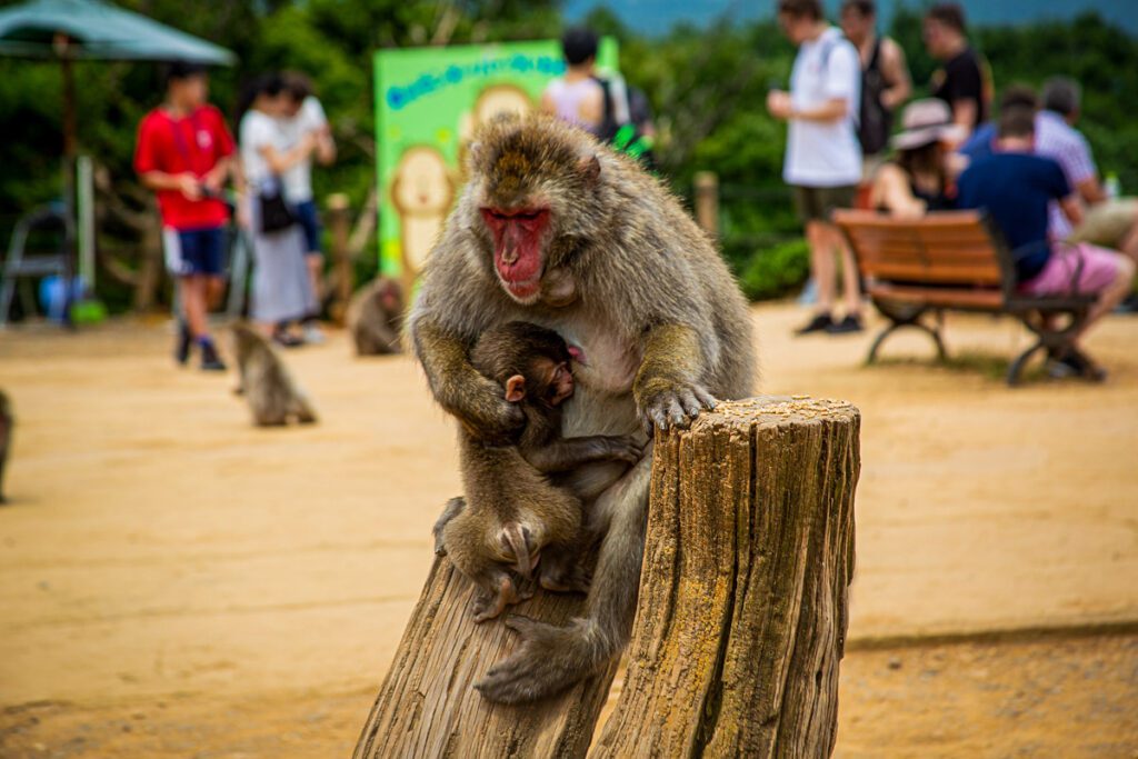 Arashiyama Monkey Park_STOCK-U