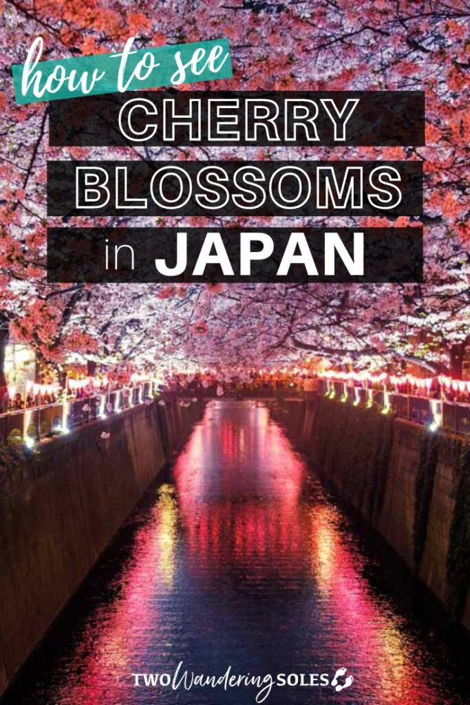 Cherry blossoms in Japan | Two Wandering Soles