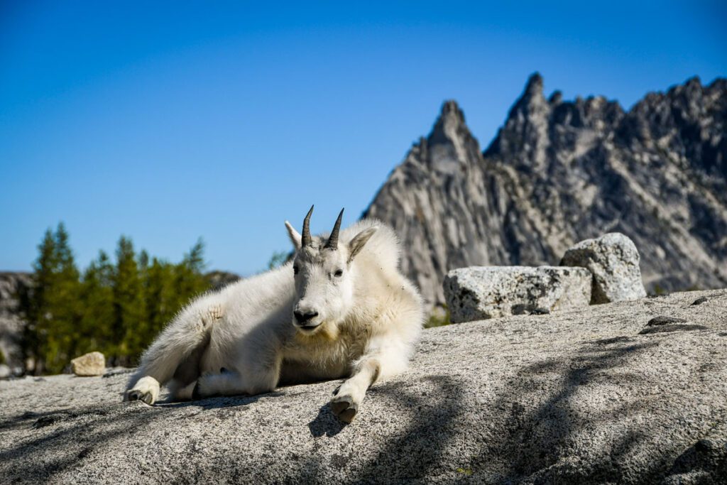 Things to do in Leavenworth, WA Enchantments mountain goat