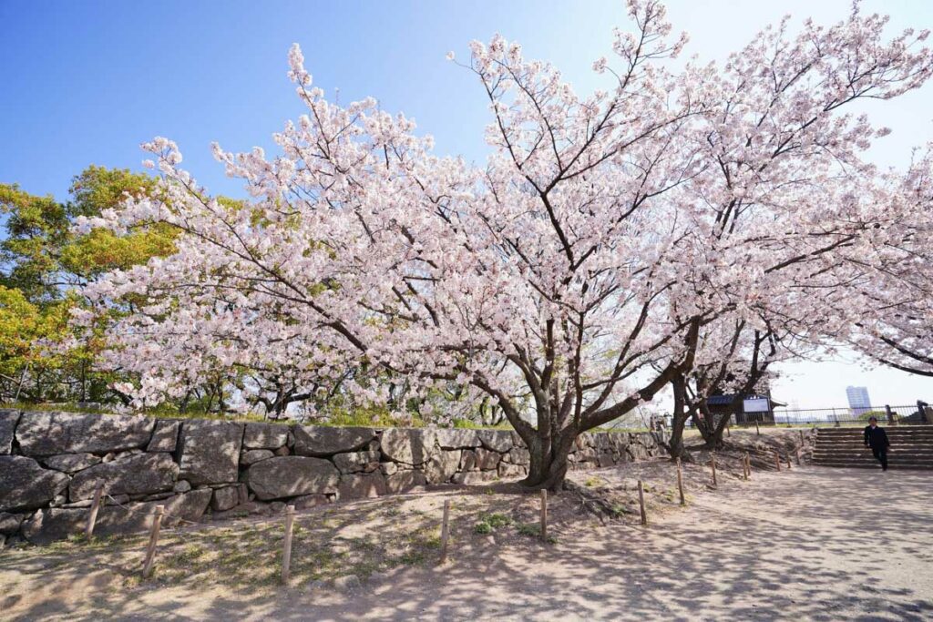 Fukuoka cherry blossoms Japan 2-STOCK-U