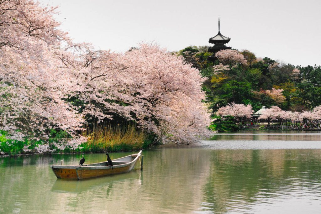 Honmokusannotani, Yokohama, Japan cherry blossoms_STOCK-U