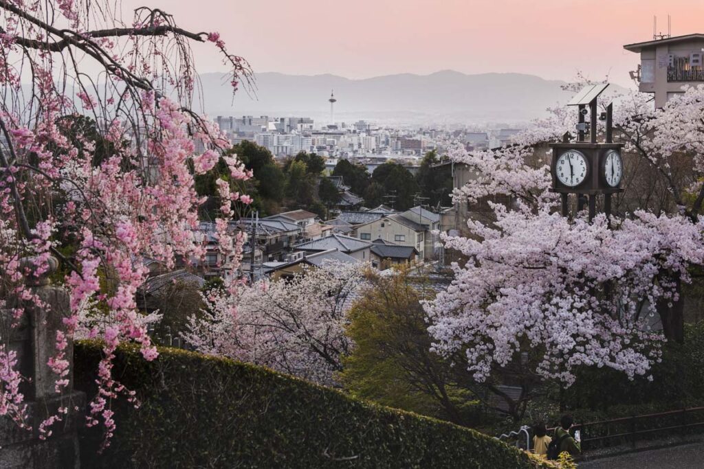 Kyoto cherry blossoms Japan_STOCK-U