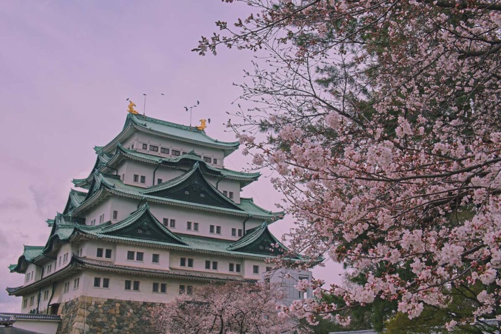 Nagoya Castle cherry blossoms Japan_STOCK-Pex