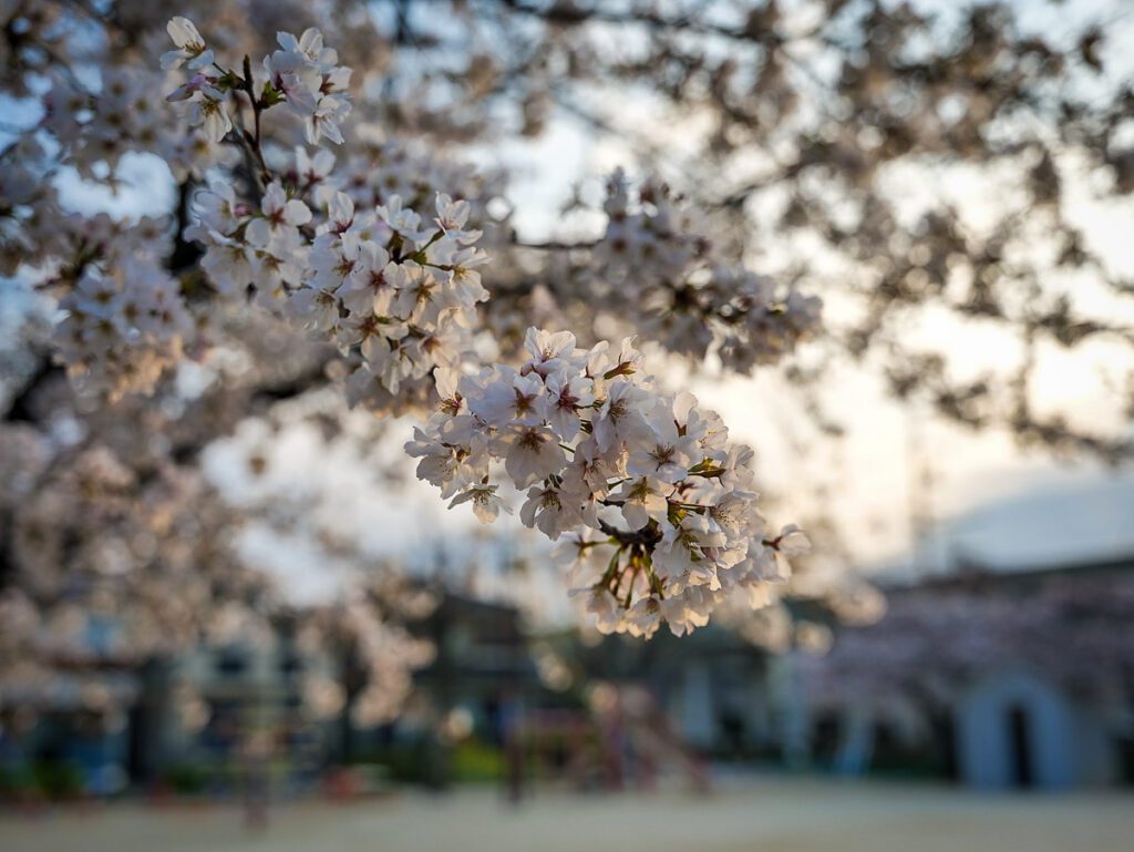 Nagoya Japan cherry blossoms_STOCK-Pix