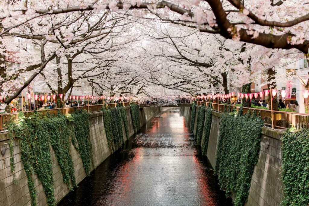 Naka-Meguro Tokyo cherry blossoms Japan_STOCK-U