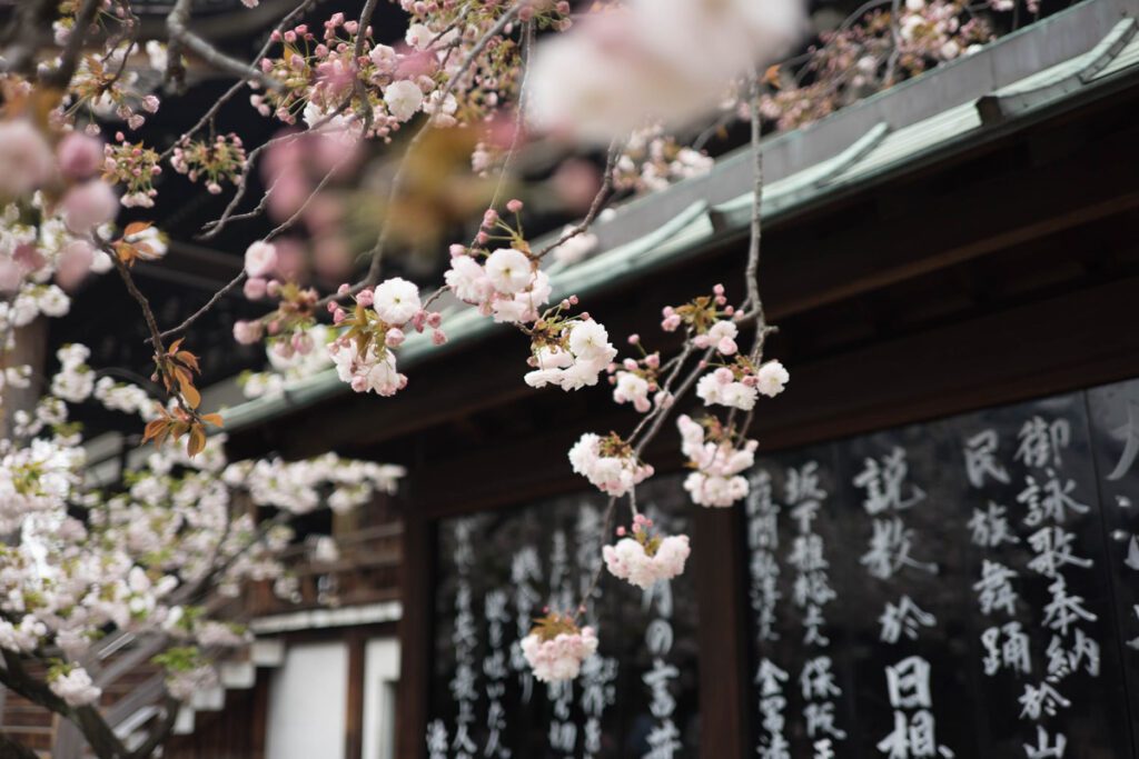 Osaka cherry blossoms Japan_STOCK-U