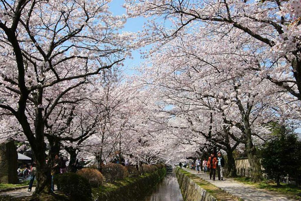 Philosopher’s Path Kyoto (Japan Guide)