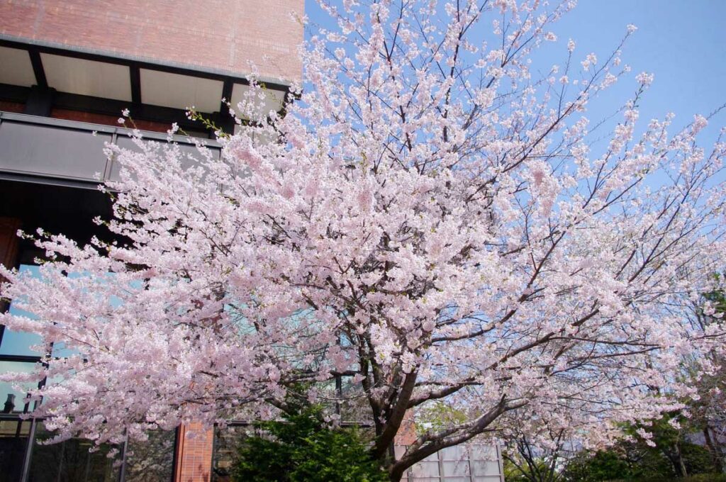 Sapporo Japan cherry blossoms_STOCK-Pix